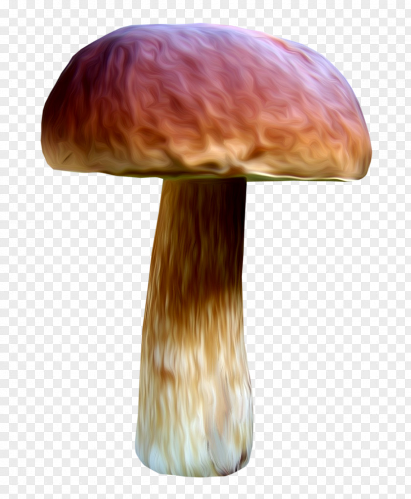 Mushroom Fungus Drawing Medicinal Fungi PNG