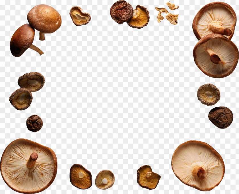 Mushroom Shiitake Edible Food PNG