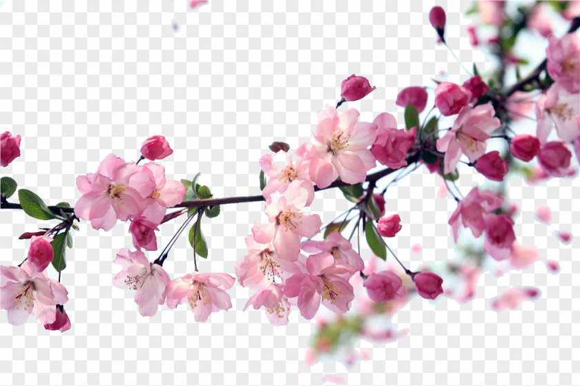 Plum Flower Blossom Download Icon PNG