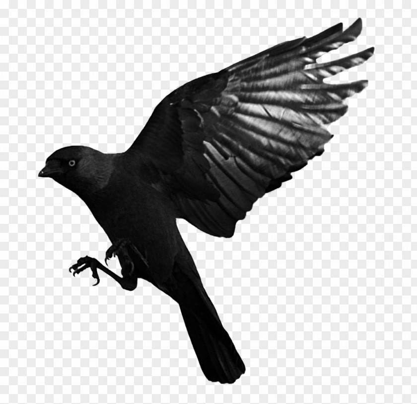Raven Flying Transparent Bird Common Western Jackdaw PNG