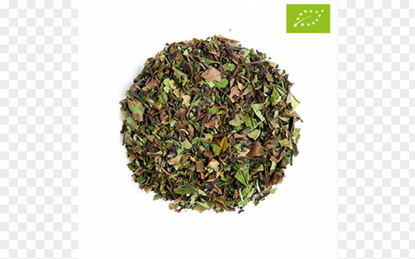 Bai Mudan Nilgiri Tea Sencha Herb Plant PNG
