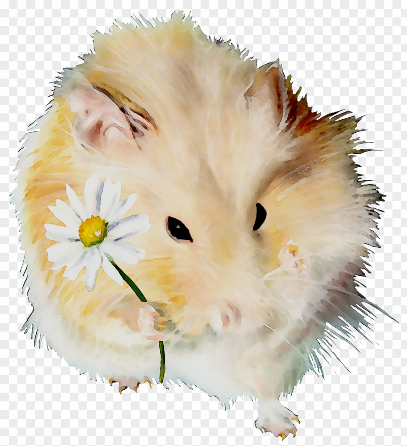 Computer Mouse Whiskers Snout Fauna Fur PNG