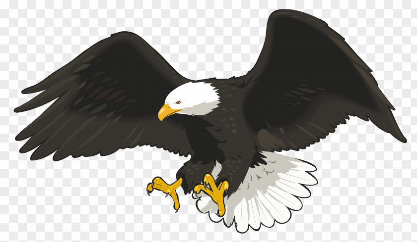 Eagle Clip Art Image Bald PNG