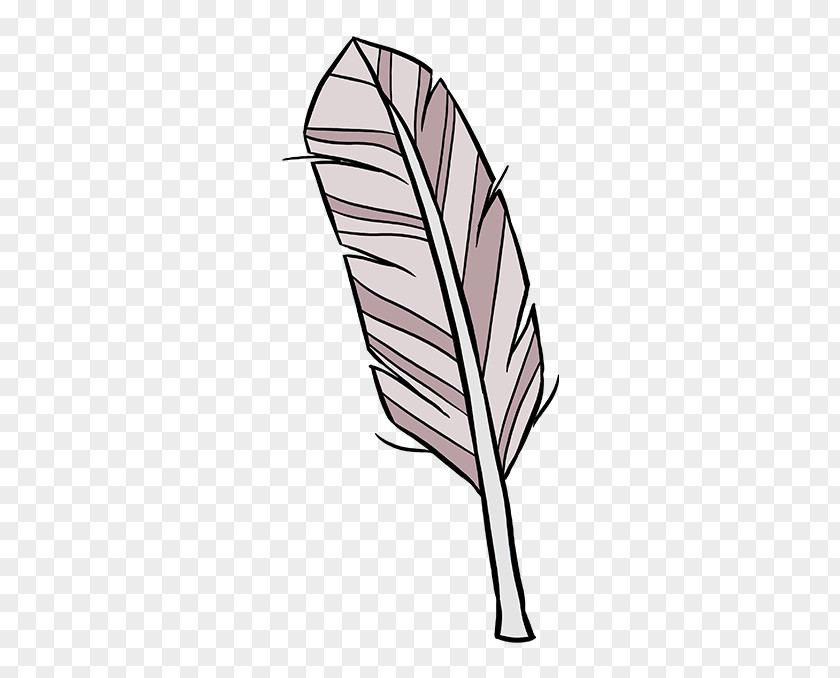 Feather Drawing Image Quill Line Art PNG