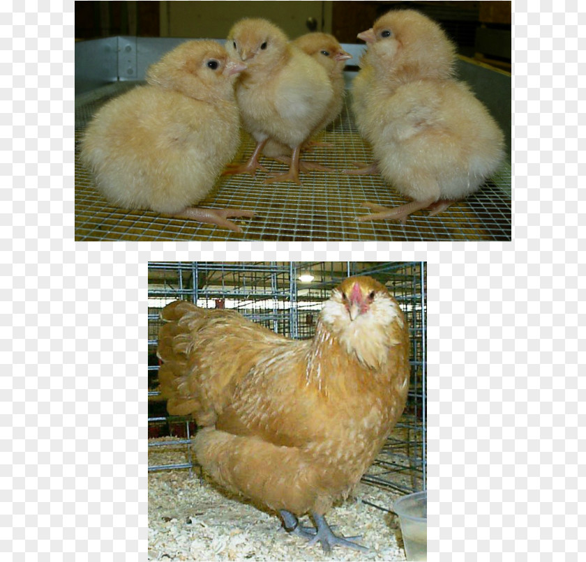 Hen Species Rooster Brahma Chicken Silkie Barbu D'Uccle Breed PNG