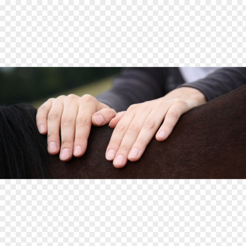 Horse Tierheilpraktiker Physical Therapy Acupuncture Applied Kinesiology PNG