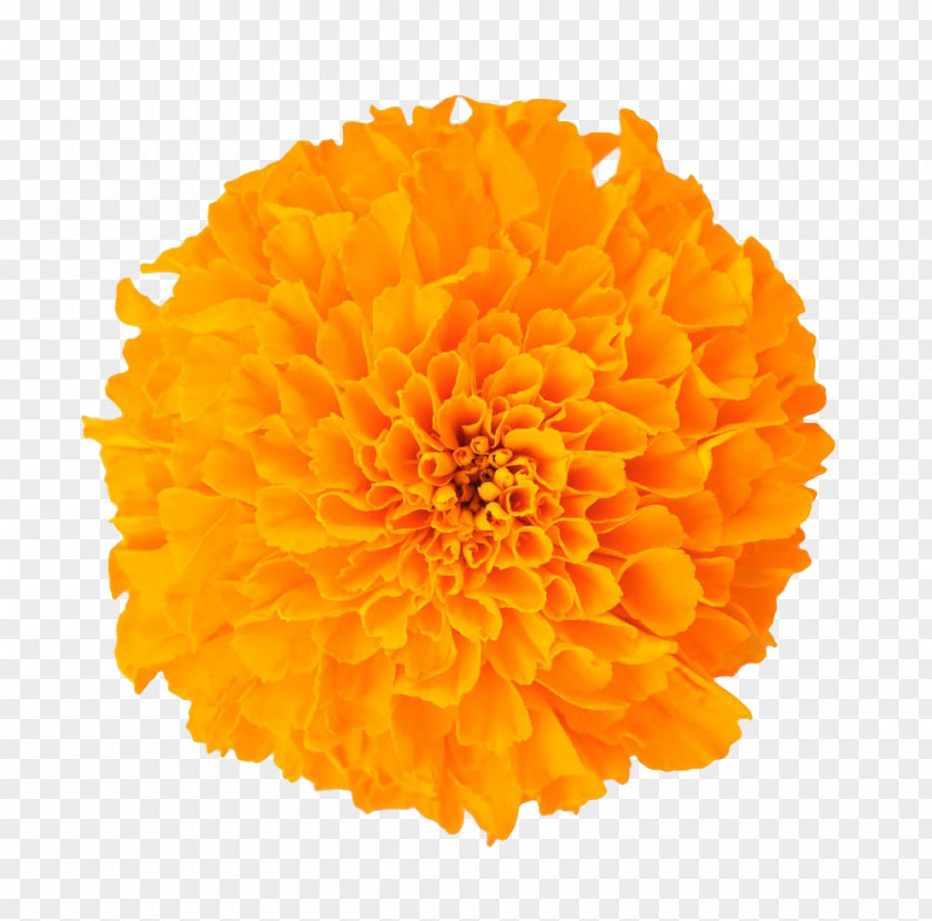 Marigold Flower Mexican Dietary Supplement Baileya Multiradiata Lutein PNG