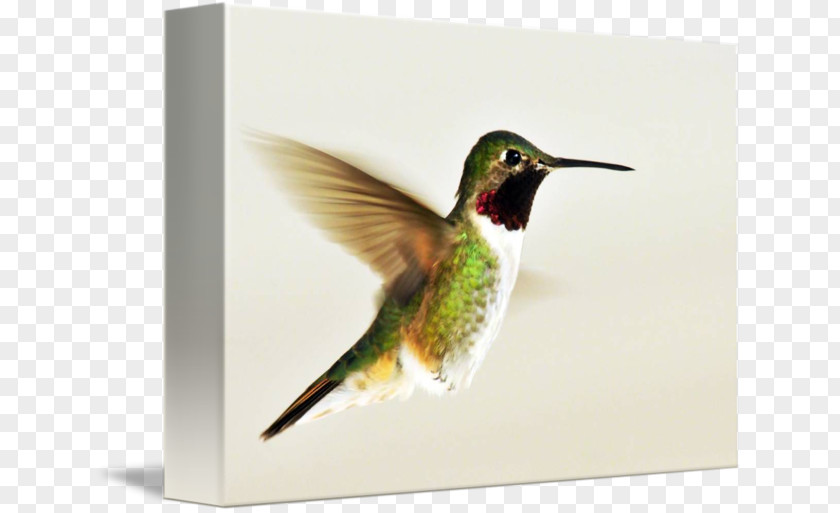 Watercolor Hummingbird Broad-tailed Gallery Wrap Canvas Flight PNG