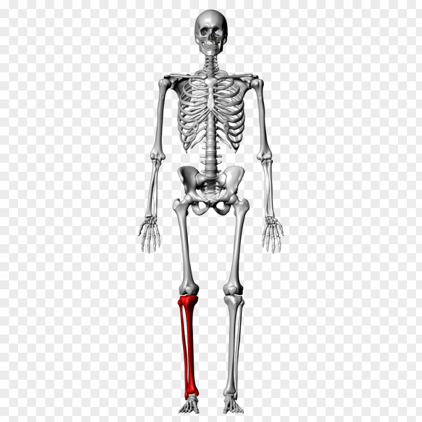 Anatomy Bone Fibula Human Skeleton Tibia Femur PNG