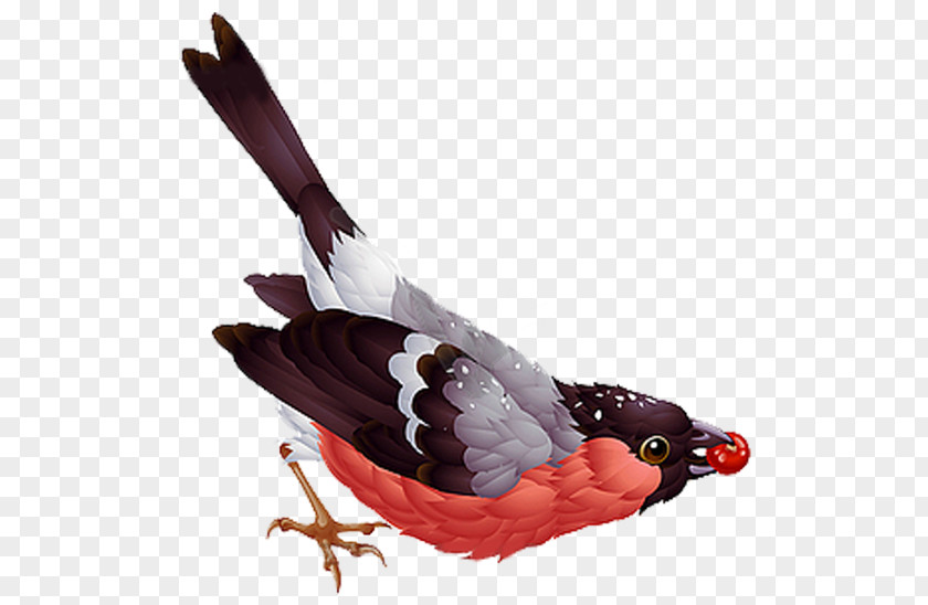Bird Eurasian Bullfinch Vector Graphics Royalty-free Stock Photography Illustration PNG