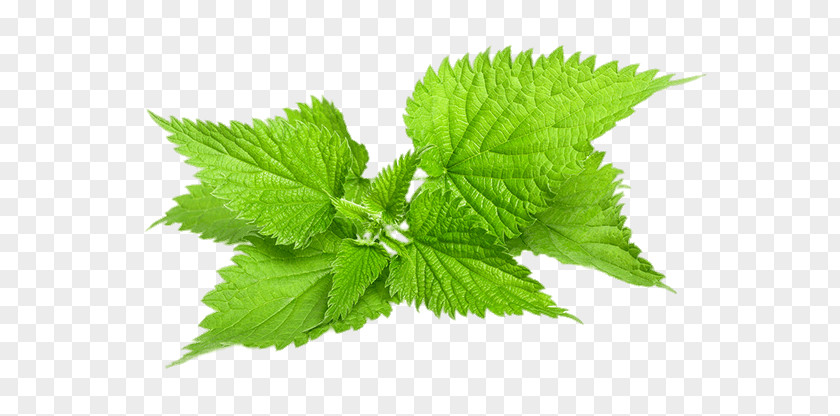 Common Nettle Stock Photography Plant Herb PNG