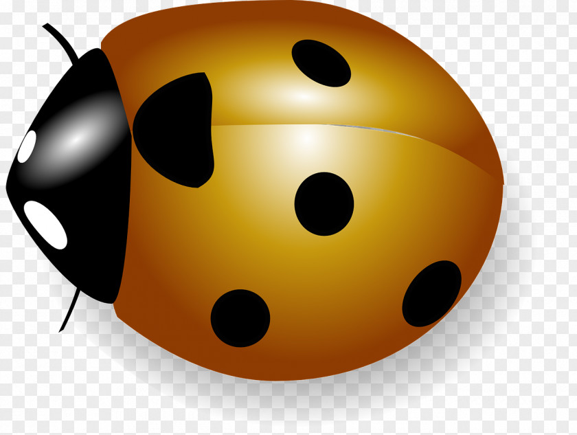 Crawling Beetles Download Ladybird Clip Art PNG