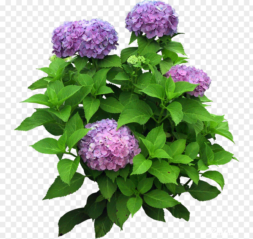 Lilac Flower Plant Tree PNG