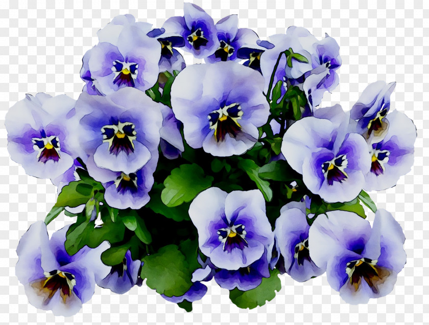 Pansy Image Clip Art Stock.xchng PNG