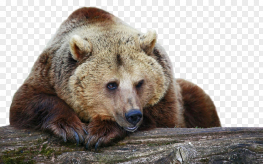 Bear Grizzly Cougar Animal Desktop Wallpaper PNG