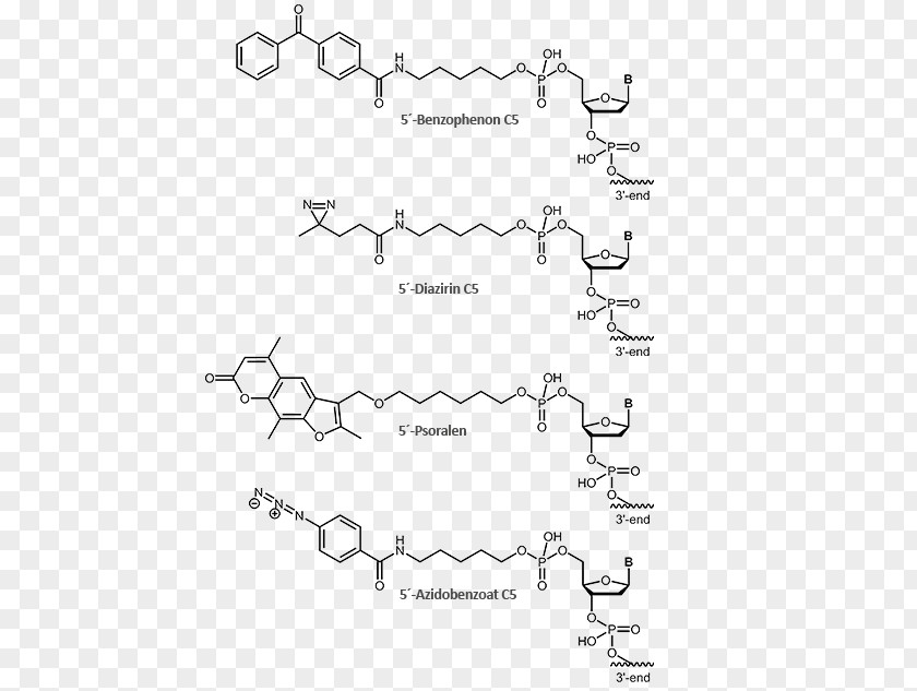 Chen Dai Methylene Blue Anthraquinone Molecule Oligonucleotide Covalent Bond PNG