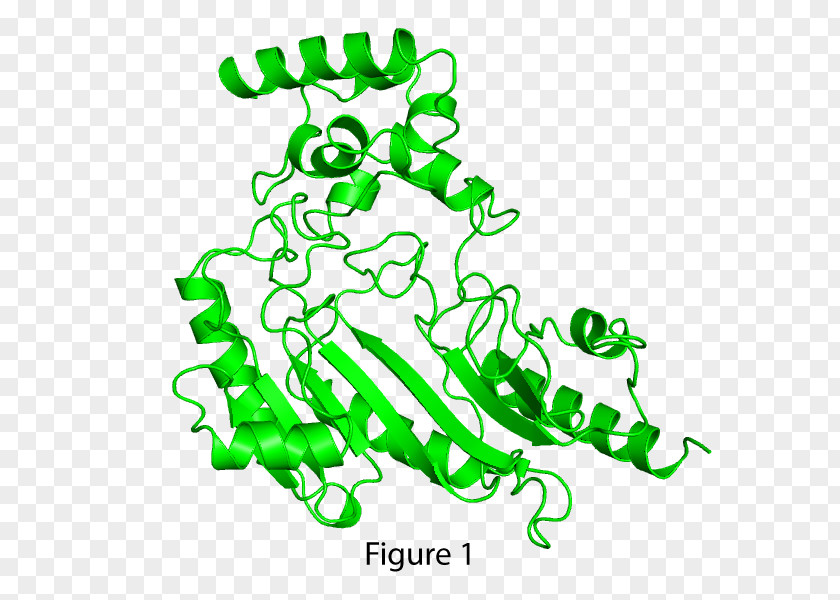 DAVULCU Structural Biology Cell Protein Leaf PNG