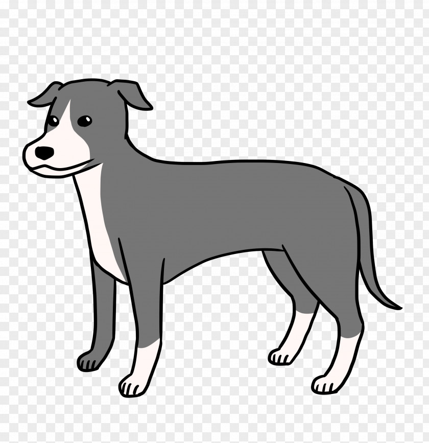 Italian Greyhound Dog Breed Puppy Companion PNG