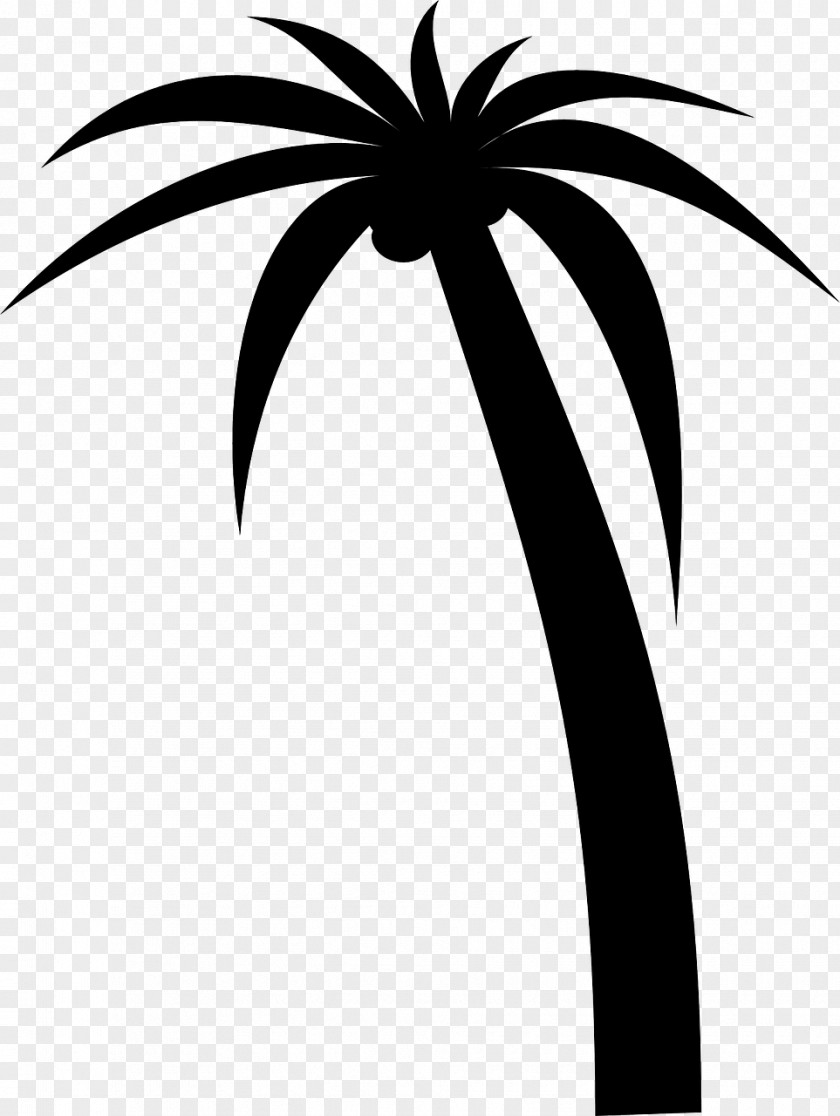Palms Arecaceae Drawing Clip Art PNG