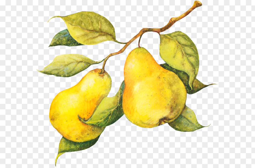 Pear Fruit Crisp Juice Pomelo PNG