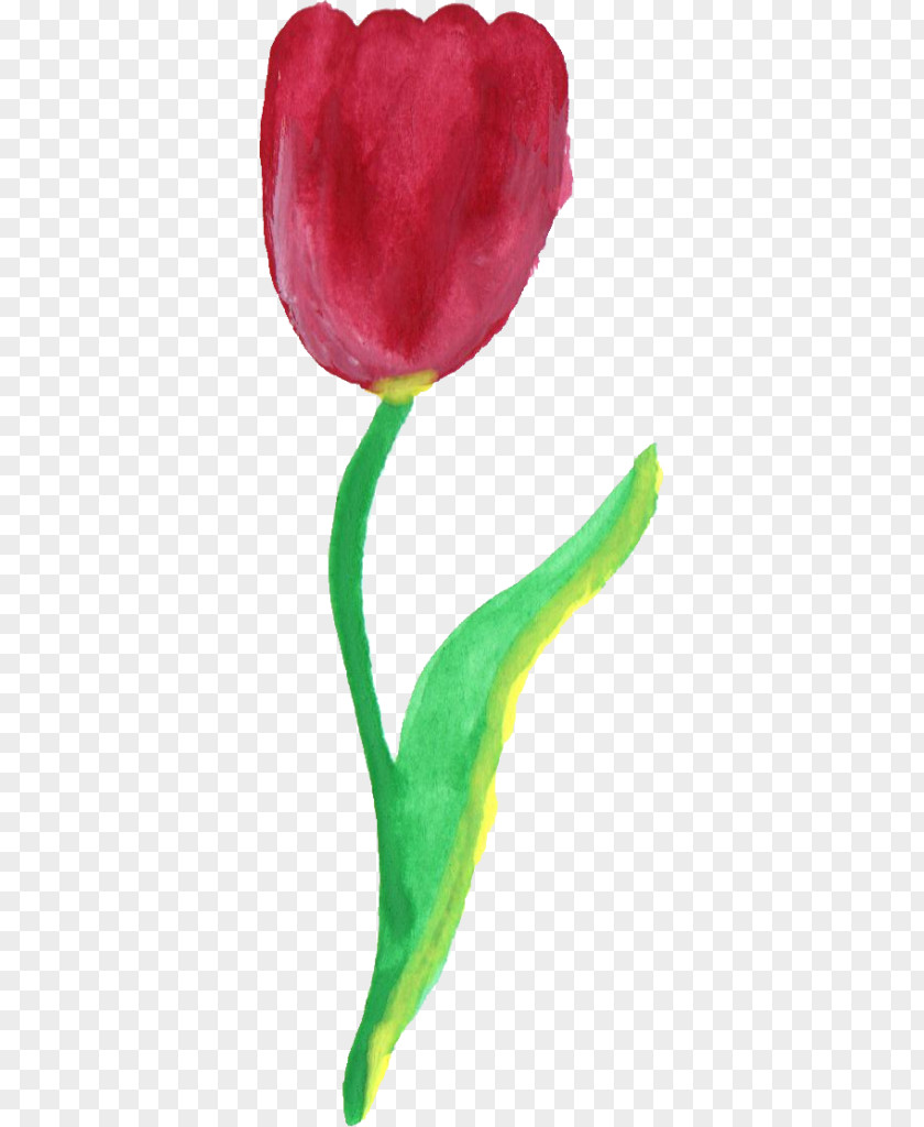 Tulip Watercolour Petal Clip Art PNG