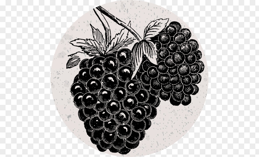 Blackberry Grape Italian Cuisine Clip Art PNG