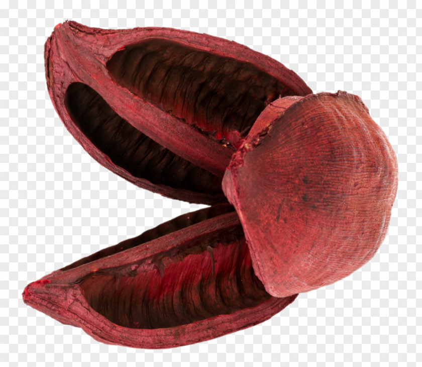 Camarão Shoe PNG