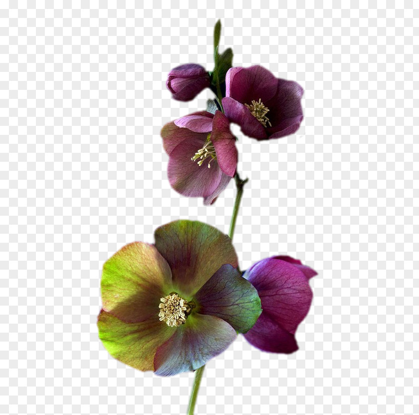 Flower Petal Floral Design Plant Stem Violet PNG