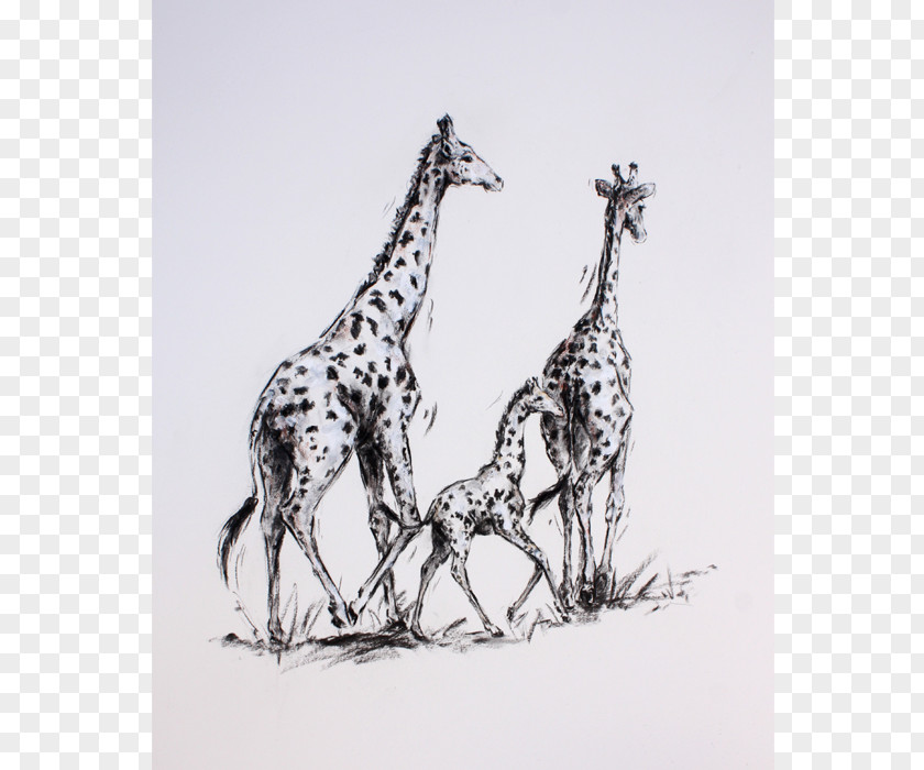 Giraffe Drawing Printmaking Printing Art Paper PNG