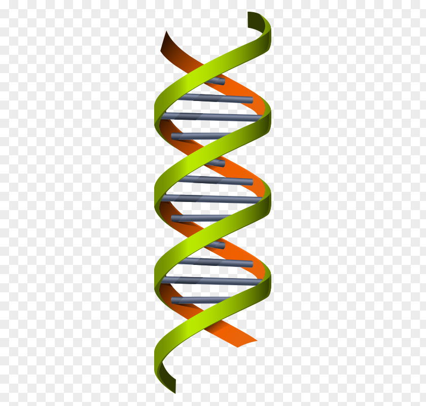 Medical Chemistry,Chemistry,science Science Genetics Euclidean Vector DNA Illustration PNG