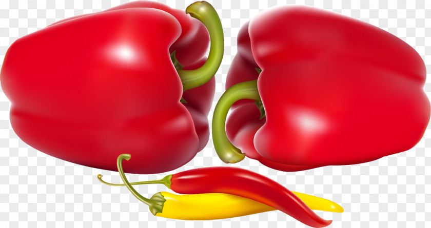 Pepper Bell Poblano Chili Vegetable PNG