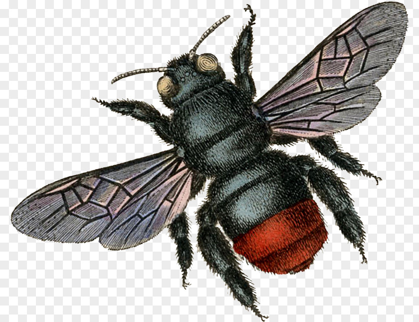 Warble Flies Pollinator Cartoon Nature Background PNG