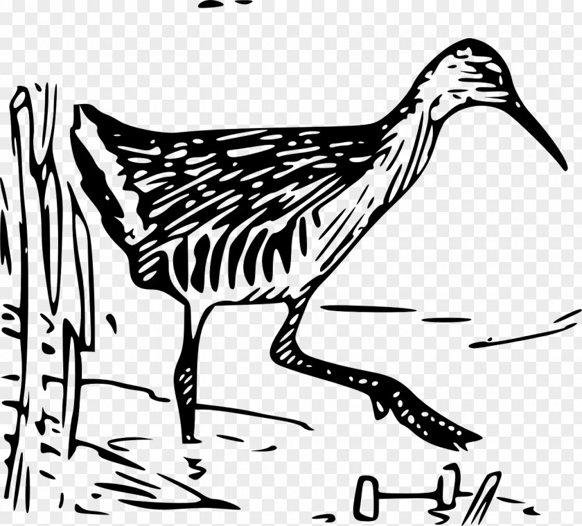 Bird Beak King Rail Clip Art PNG