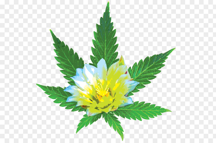 Cannabis Desert Bloom Re-Leaf Center Medical Sativa Dispensary PNG