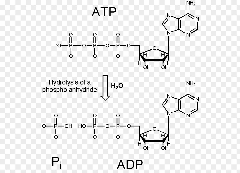 Figures Deoxyribonucleoside Aristolochic Acid Adduct Cytochrome P450 DNA PNG