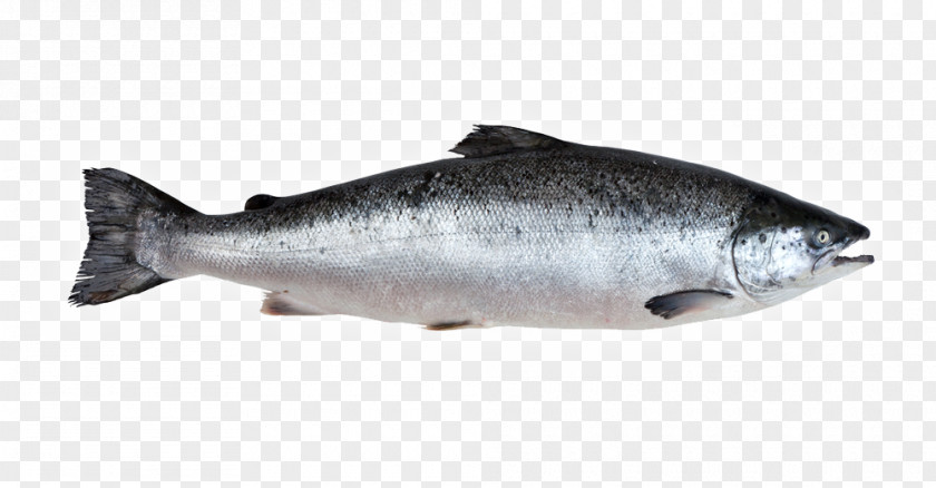 Fish Salmon Sardine 09777 Oily Products Coho PNG