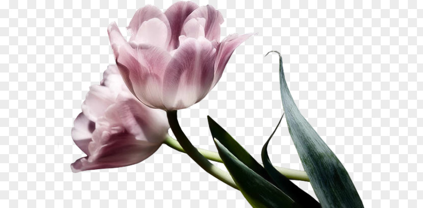 Floral Background Material Flower Tulip PNG