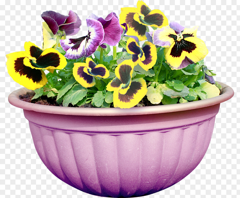 Flower Pansy Color Yellow Floral Design PNG