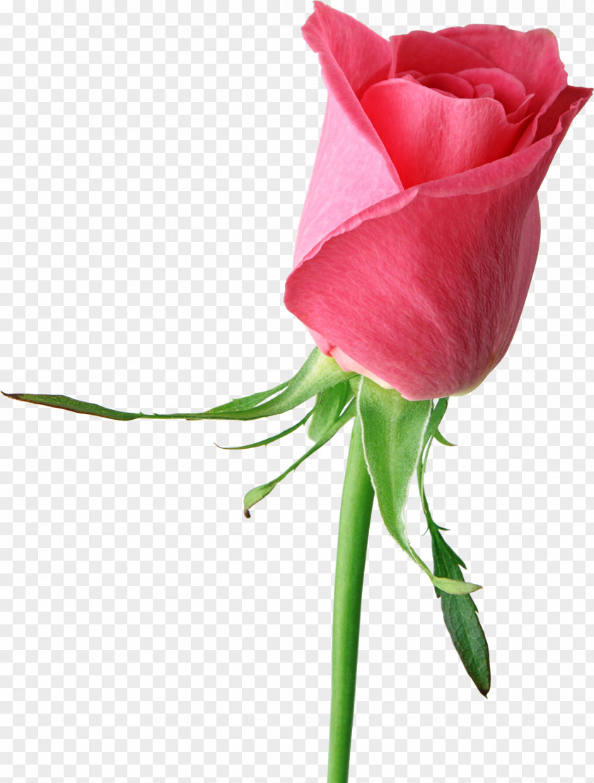 Pink Rose Large Clipart Flower Clip Art PNG