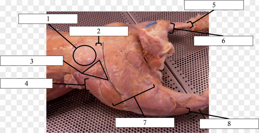 Abdominal Muscles Muscle Dissection Vastus Medialis Rabbit Anatomy PNG