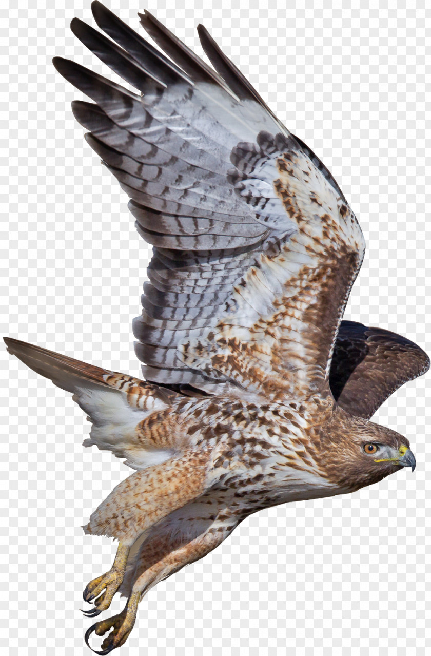 Bird Hawk Buzzard Eagle Falcon PNG