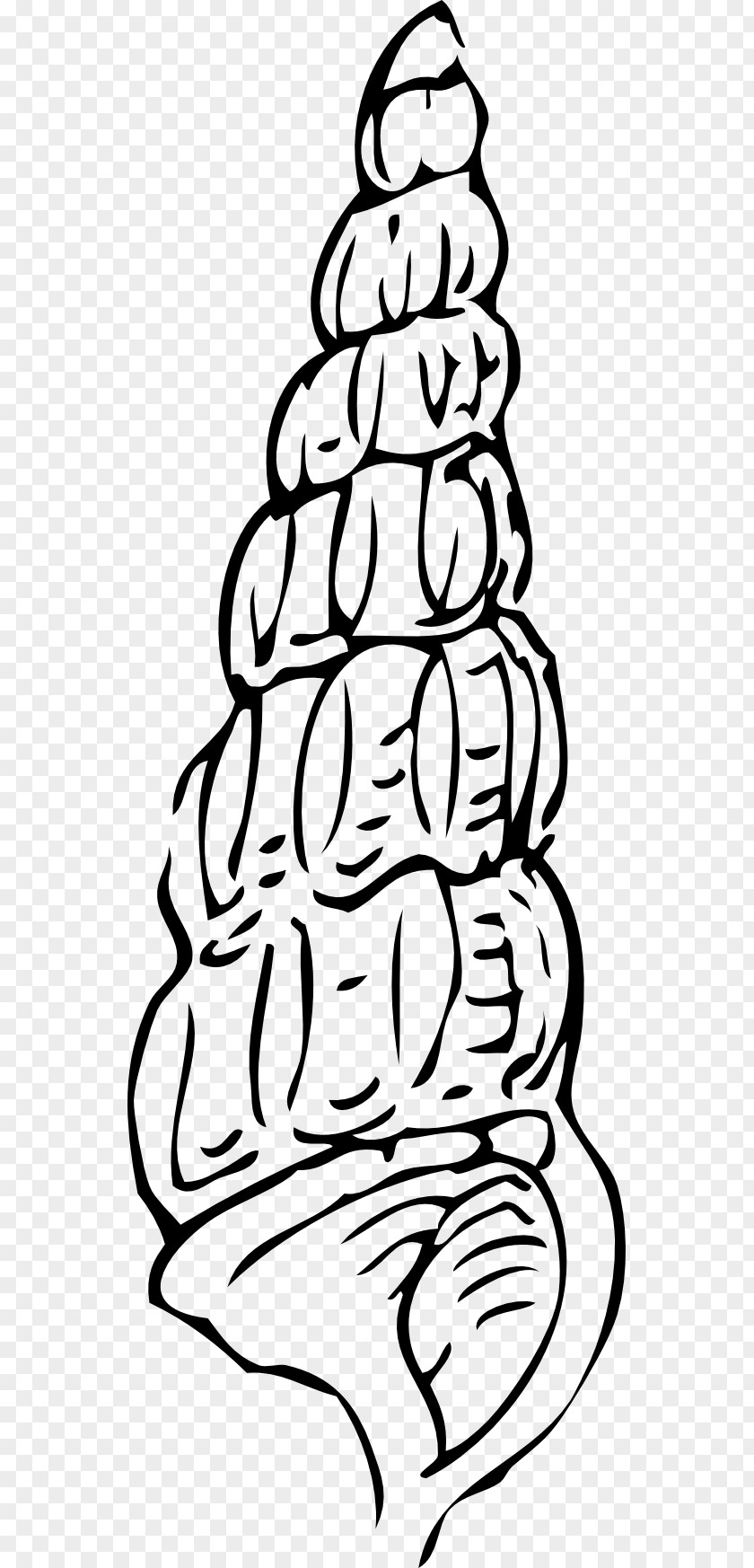 Black And White Line Art Seashell Drawing Clip PNG
