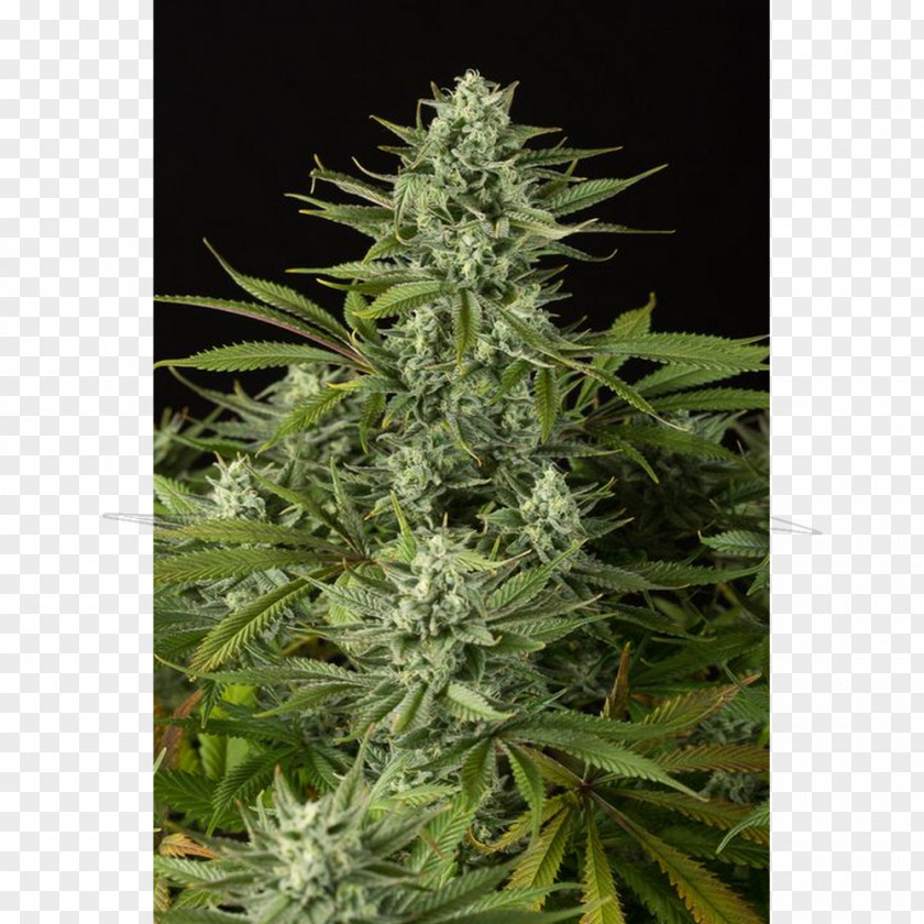 Cannabis Cannabidiol Medical Sativa Autoflowering PNG