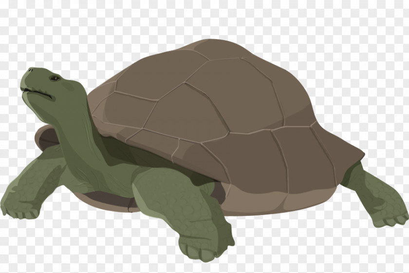 Design Tortoise Animal PNG