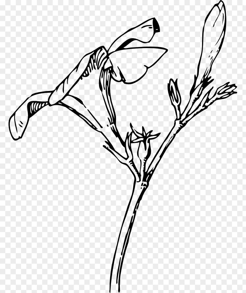 Flower Oleander Nature Drawing And Design; Bud PNG