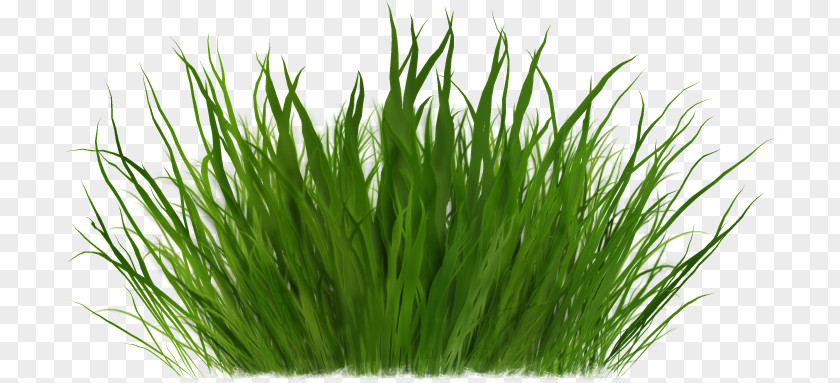 Grass Clip Art PNG