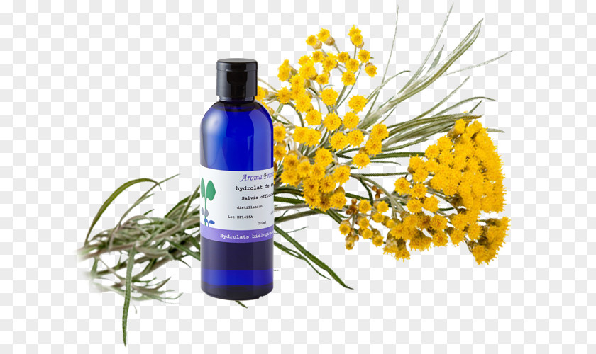 Helichrysum Curry Plant Arenarium Essential Oil Wound Herbalism PNG