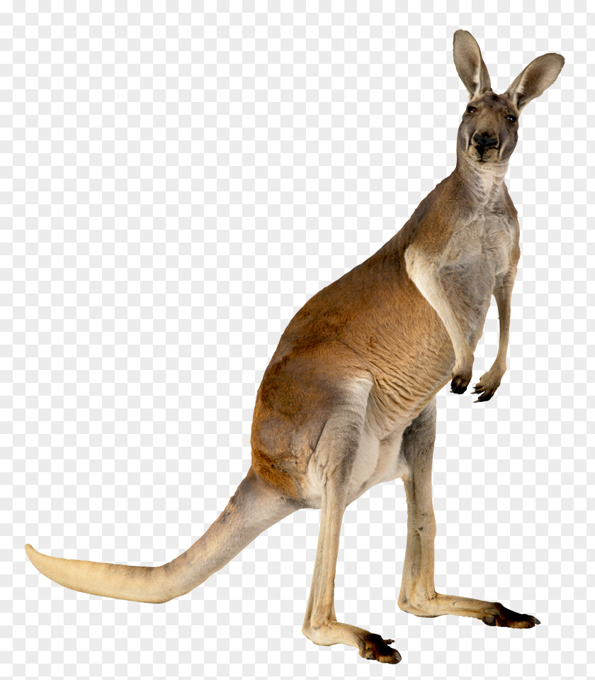 Kangaroo,animal Australia Kangaroo Animal PNG