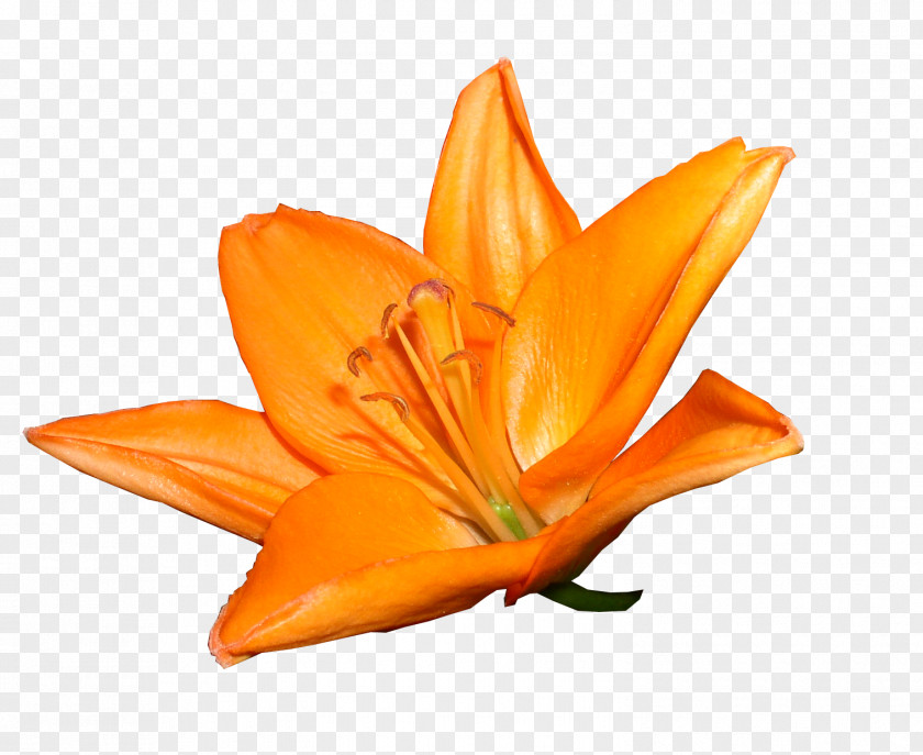 Orange Bouquet Of Lilies Clock Yellow Daylily Flower Lilium Polyphyllum PNG