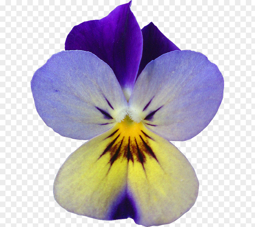 Violet Flower Pansy Garden Roses PNG
